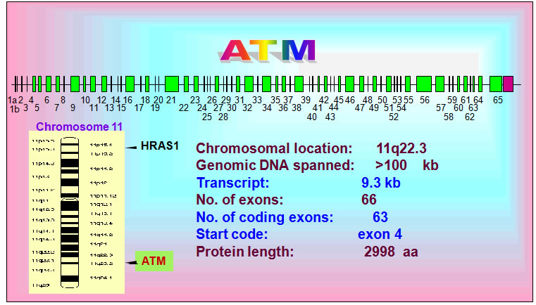 ATM structure